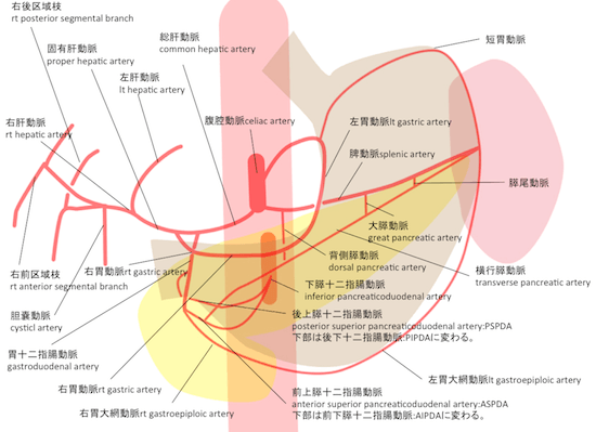 第7回 臨床概要 問題81～85の解答・解説: IVR認定技師過去問解答.com